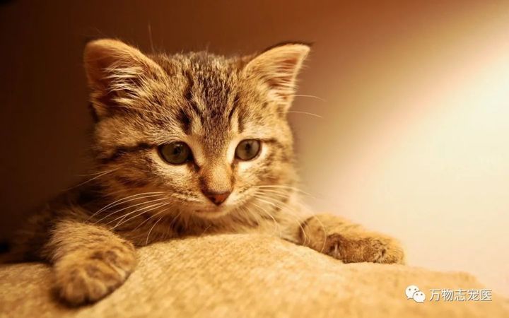 猫咪出现以下表现，八成是感染了寄生虫