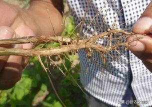 大豆根腐病怎么治（大豆根腐的病症状及防治方法）