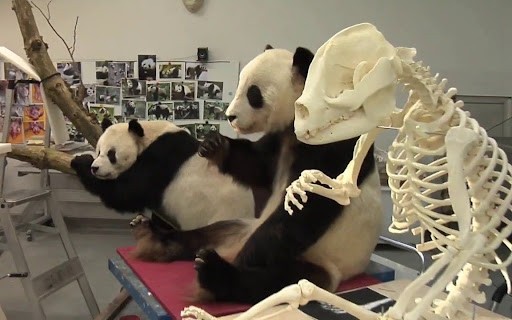 云南曾发现野生大熊猫，却身中两枪而亡！捕杀它的人下场如何？