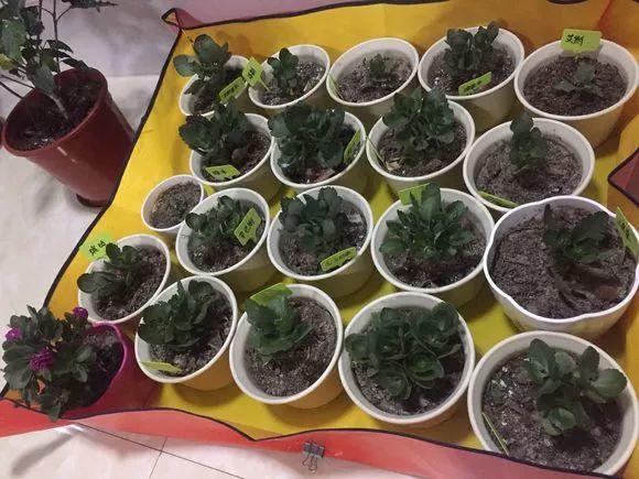 长寿花的养殖方法和he注意事项（长寿花的养殖zhi方法和注意事项玫mei瑰花的品种）-大连lian信息网