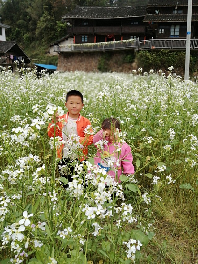 陌上花开，彩蝶翻飞，蜜蜂采蜜，这是一阙美丽的《蝶恋花》