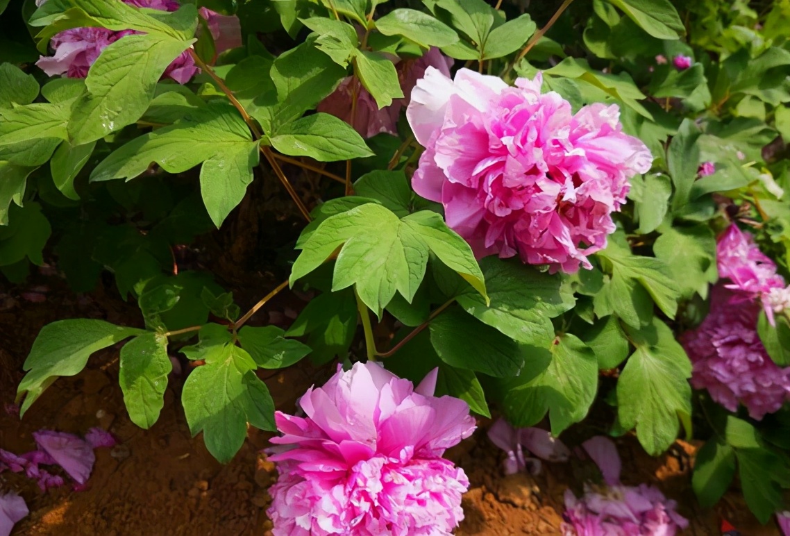 高考前模拟测试没考过400分，本科就无望？听听资深班主任怎么说