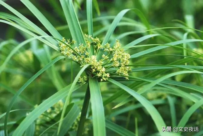 这些诗词中的植物名，你读对了吗？