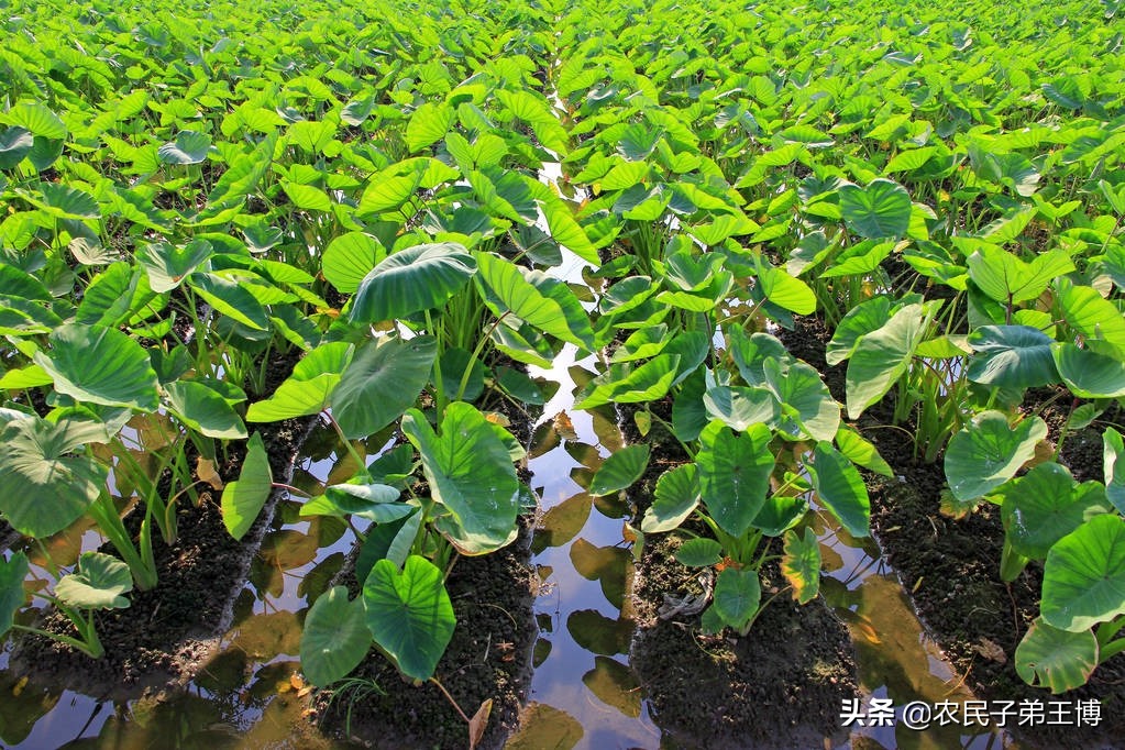 芋頭苗期死苗爛根?芋頭重茬種植危害多,避免減產需做好以下措施