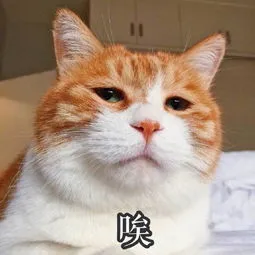 知识贴：猫咪应激反应有什么症状，该怎么应对和预防？