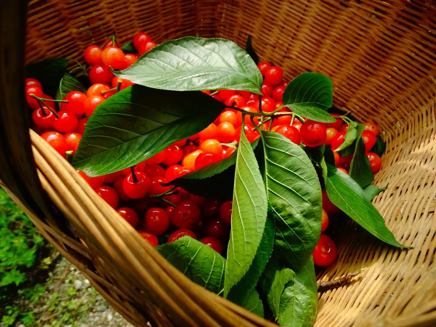 采摘樱桃发朋友圈说说