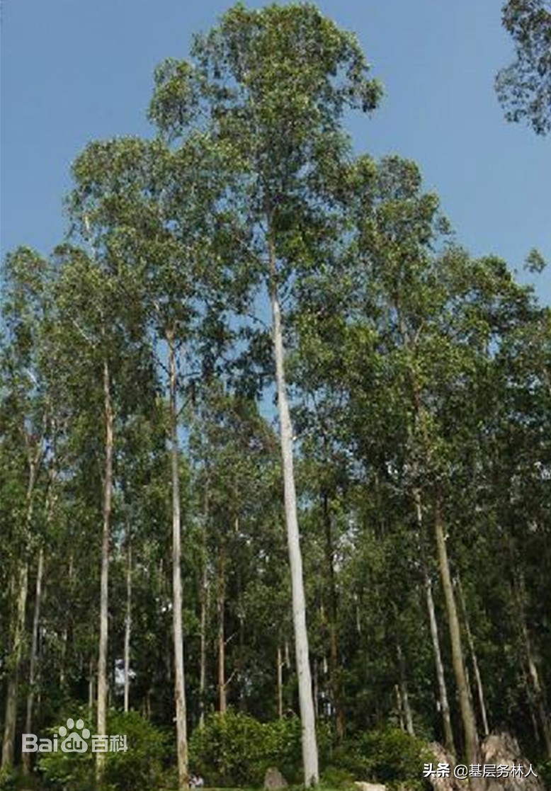 桉树造林培育技术(油兼用型)