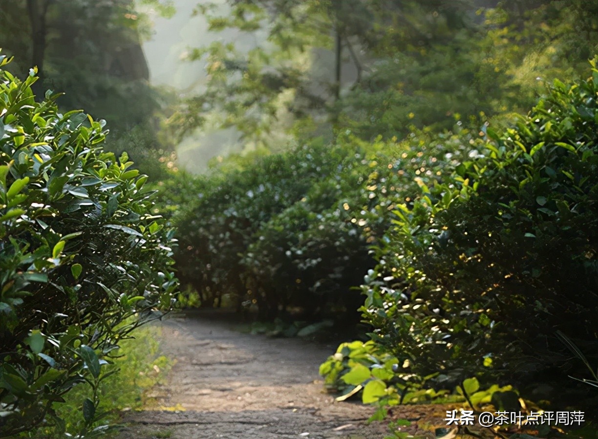 摘月：仿佛桂花睡着了，只留月亮照枝头