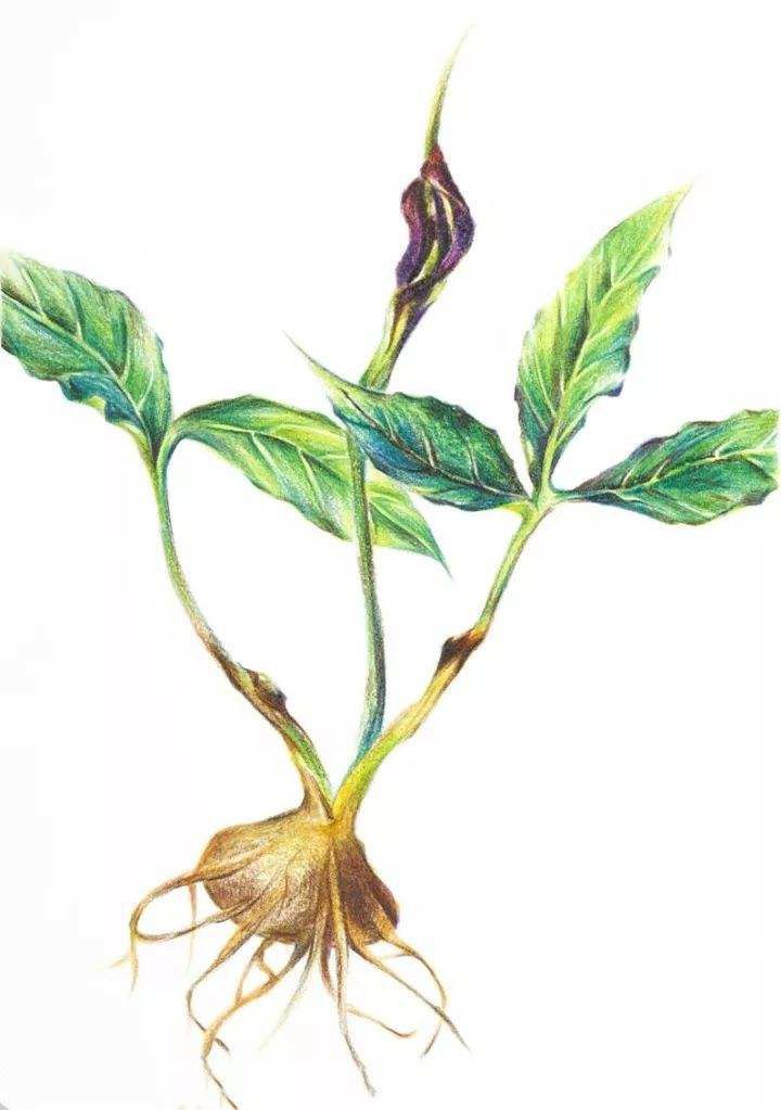 法半夏的功效与作用 法半夏的禁忌人群-世界十大之最