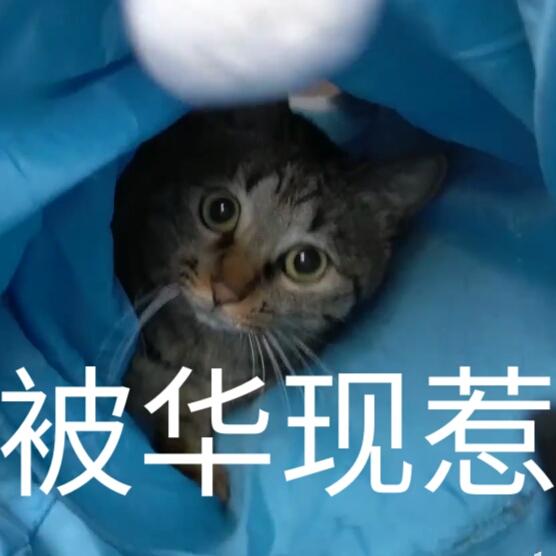 蒂姆嘟嘟tim猫品种(今天的猫猫也是元气满满呢)