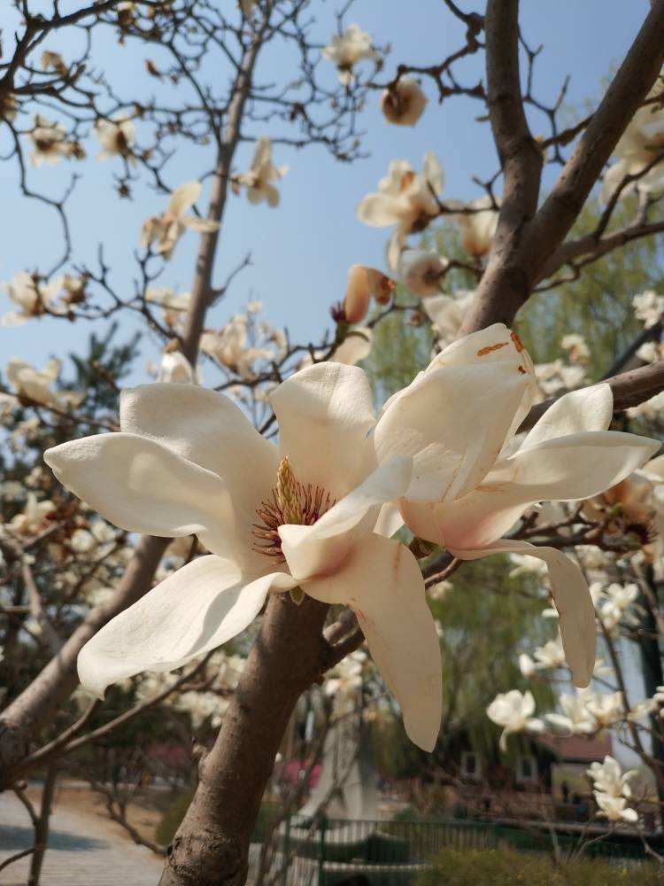 花草的图片大全（100种常见花图鉴一览表）