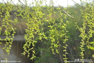 描写柳树诗词(53首)