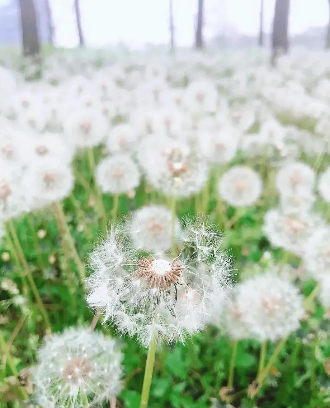 蒲公英花語