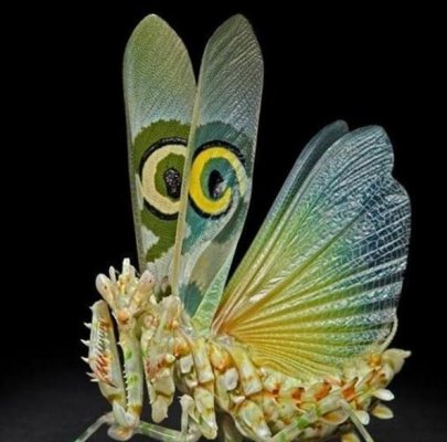 魔花螳螂图片螳螂之王花螳螂的由来