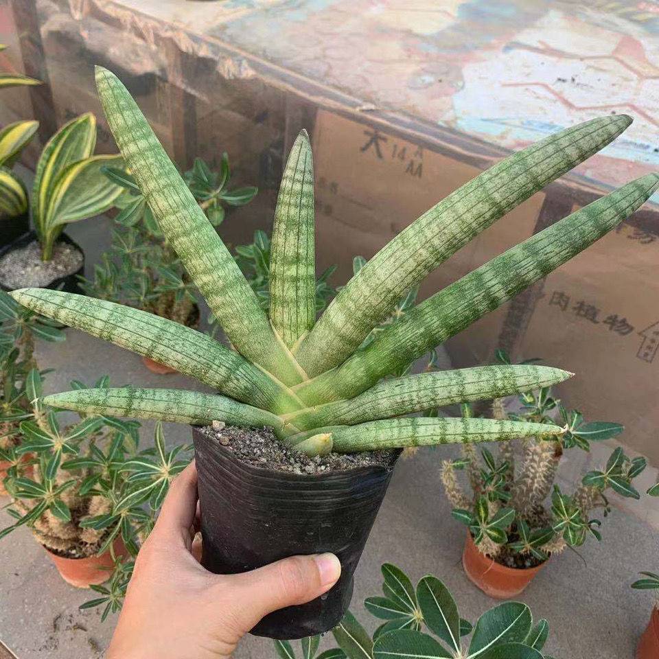 棒叶虎尾兰虎皮兰中的新品种佛手长相个性养护简单做好这2点还能爆小