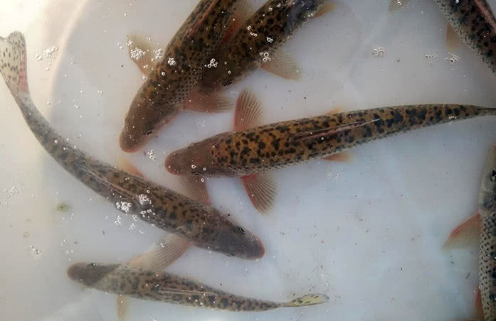 格鱼学名叫什么(格利是什么鱼) - 风集网