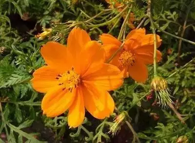 各种花的寓意及花语（100种花的花语大全）