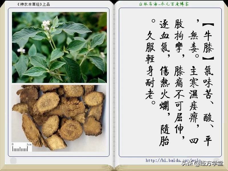 《神农本草经》全册图文解析 建议收藏