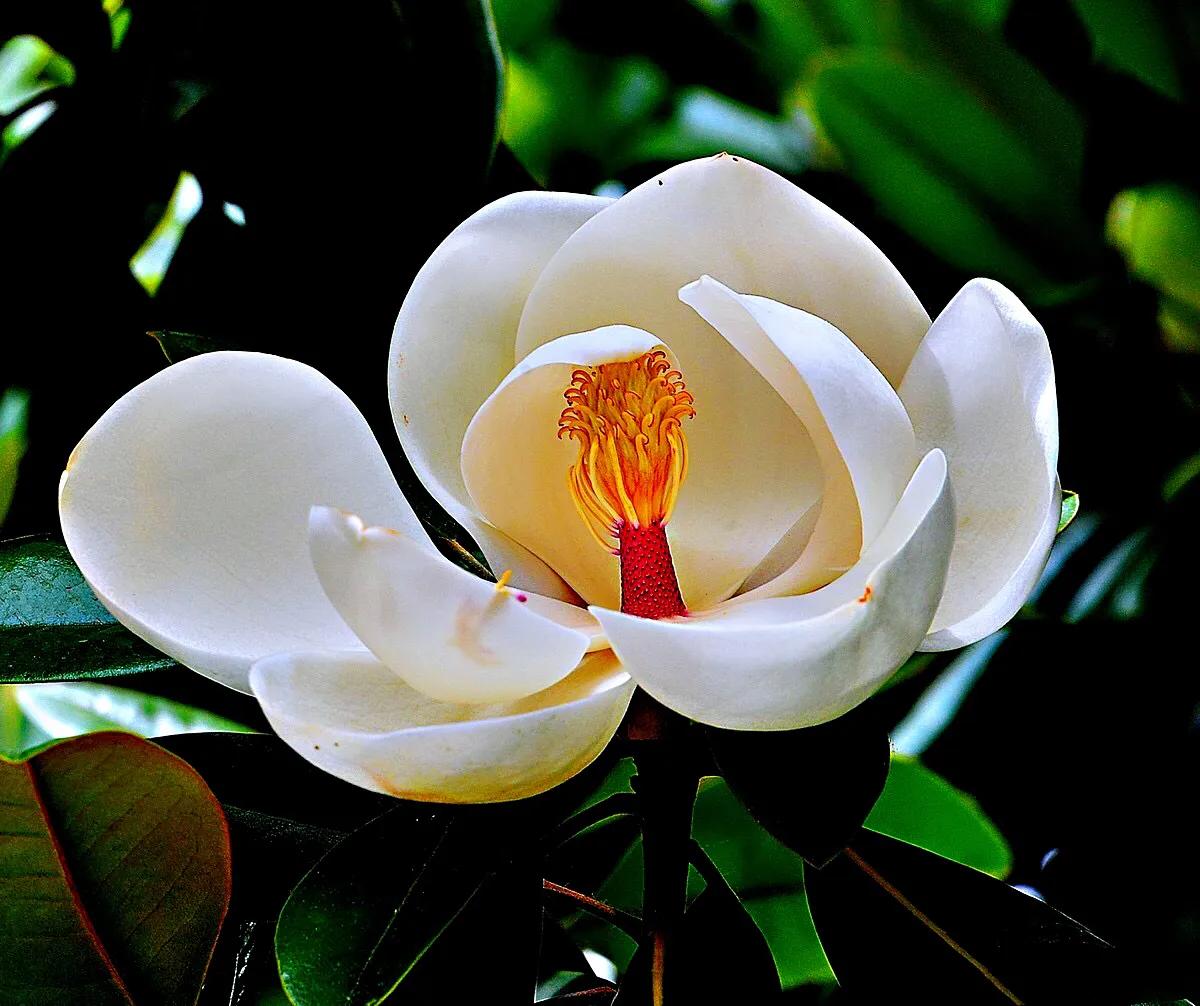 木兰科花卉树种举例[附图]