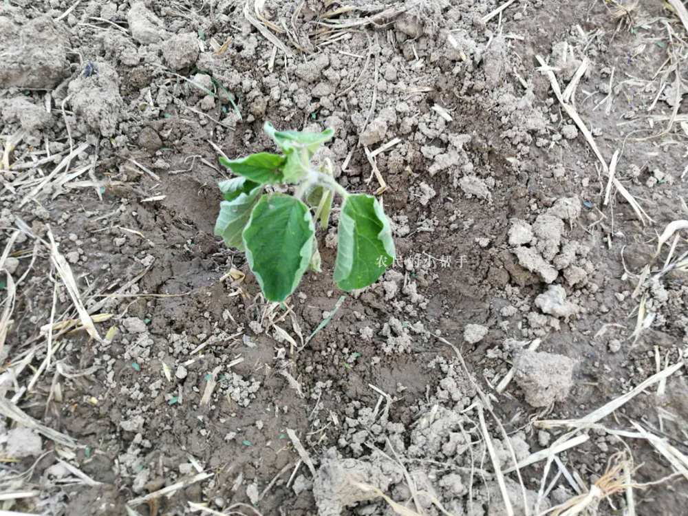 芝麻的种植技术和管理（芝麻的种植技术和管理方法）-第2张图片-巴山号