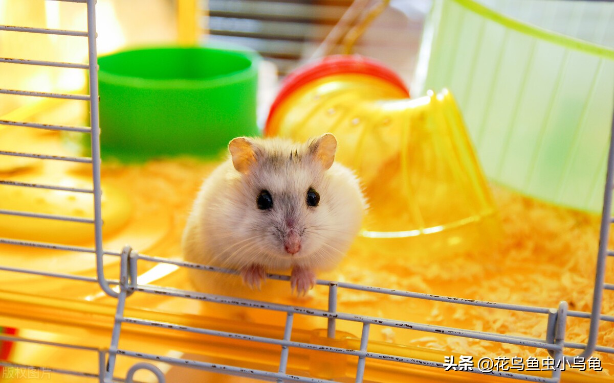新手如何养仓鼠（注意这七点养好仓鼠也很简单）