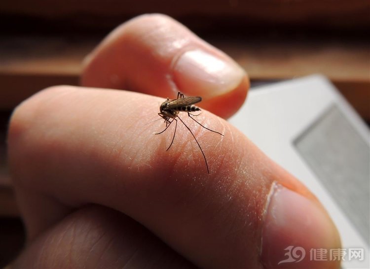 为什么蚊子叮你时默不作声(睡觉防蚊子，最好的办法是什么？这里基本说齐了)