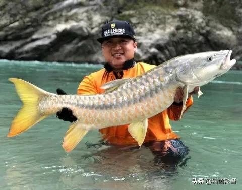 澜沧江金吉罗鱼：体形美，鳞片似黄金，价值不菲。