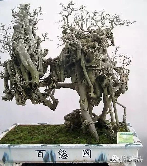 榕樹盆景圖片,榕樹盆景圖片大全欣賞