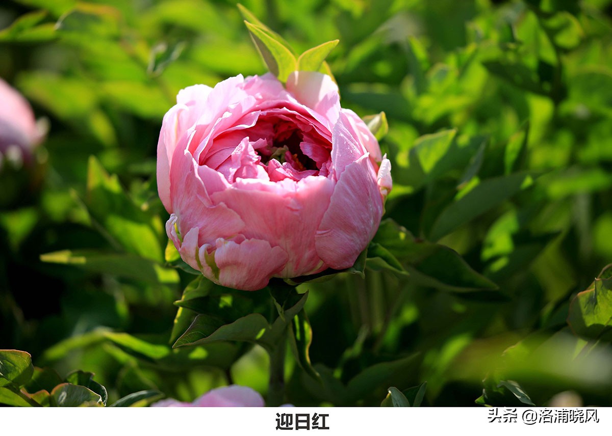 「图集」公园中那些常见的牡丹花都叫什么名字?