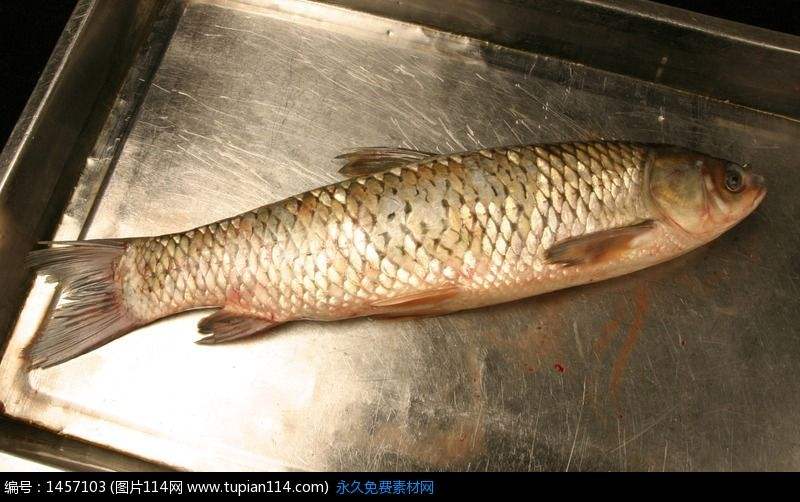 鱼类低温受伤综合症：分析因受伤发生严重死鱼的成因和防控措施