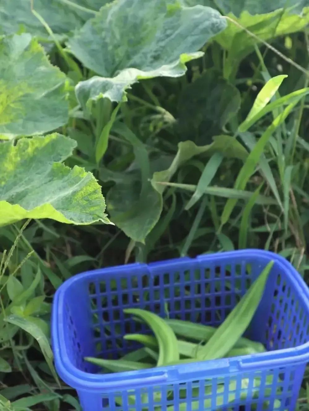 草木人间*秋花最是秋葵好