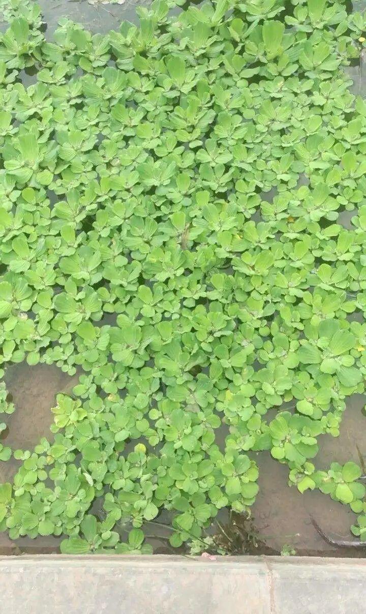 10种花太能喝水,一天一瓢水,7天爆满缸