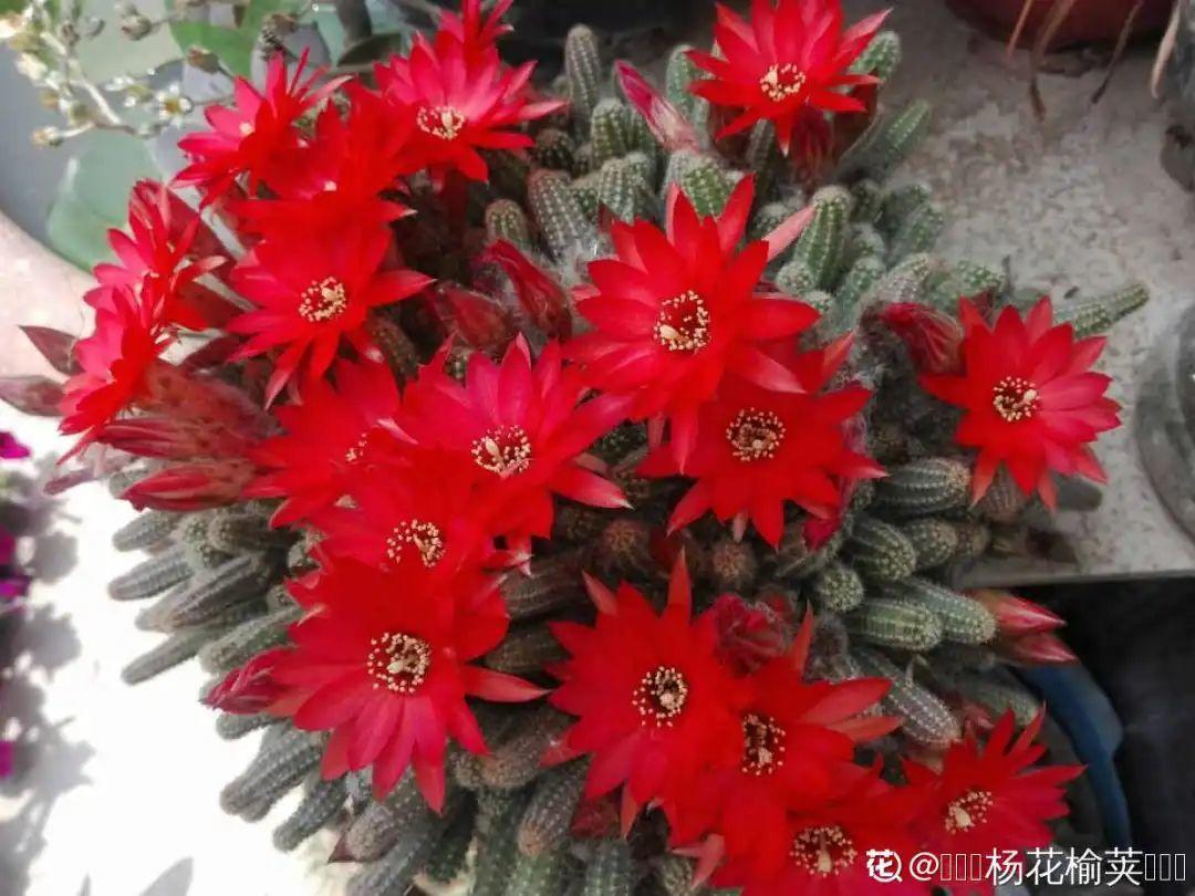 5种多肉,开花不会死,反而活得更久