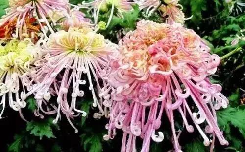 广州市市花是什么（全国56个城市的市花介绍）