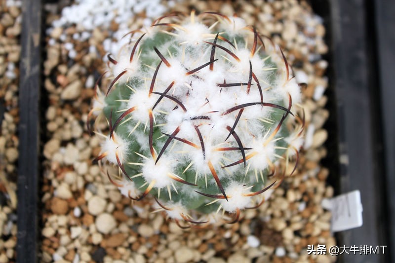 顶花球之王-----钢钉Coryphantha tripugionacantha