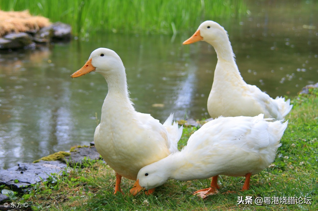 正宗广式脆皮烧鸭技术，油光发亮、味道香脆的烧鸭怎么做的？