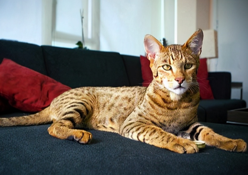 江湖人称"猫中贵族"的5种猫,你养得起吗?