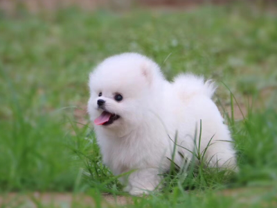 哈多利博美犬好养吗