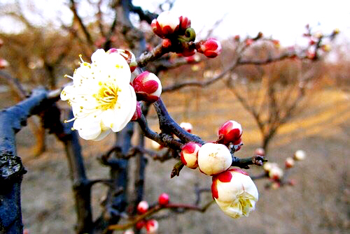 玉蝶梅花的特点（关于玉蝶梅花的图片解析）