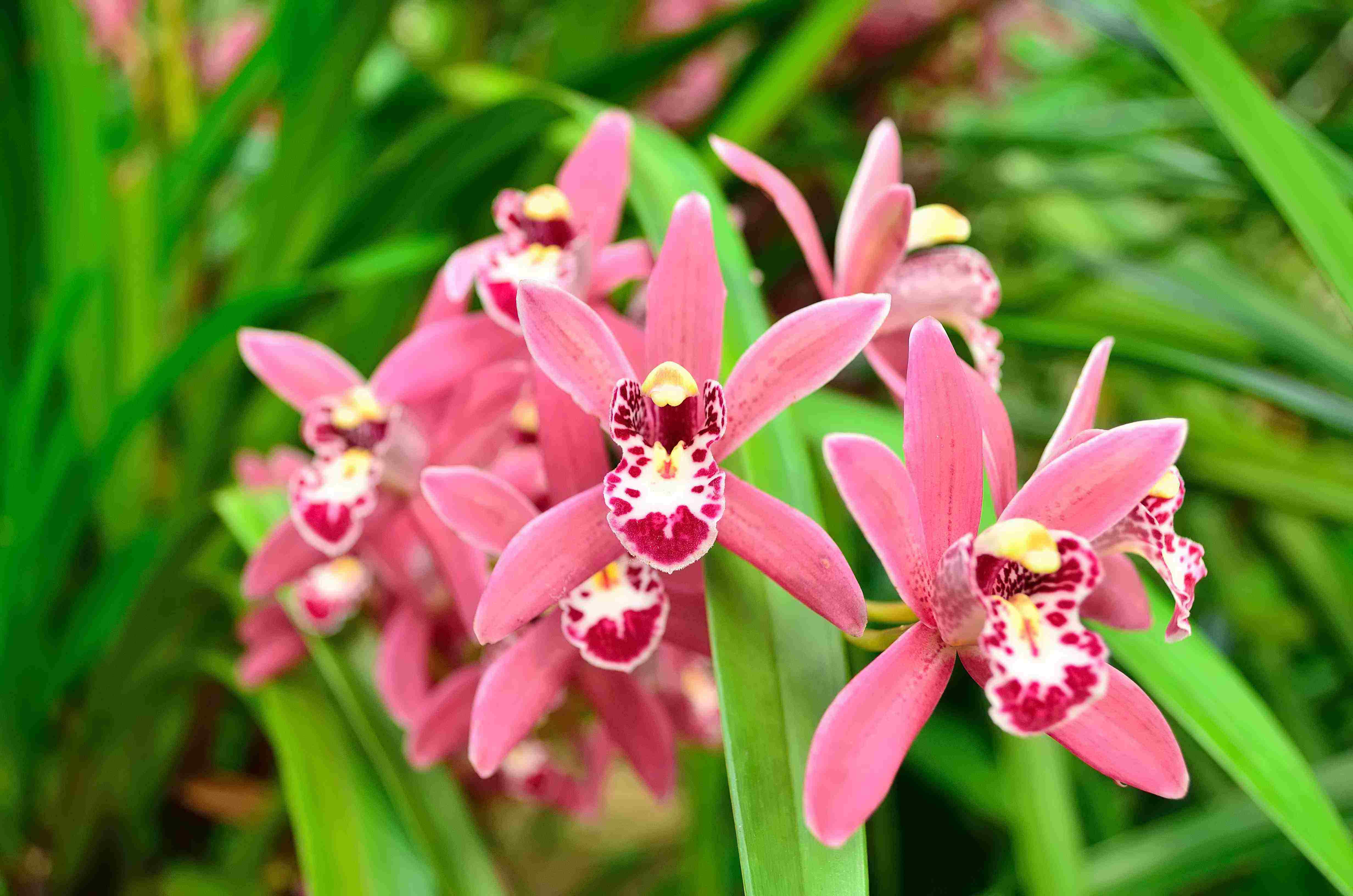 整理十首赞美兰花的古诗词，让你时空穿梭回唐宋！