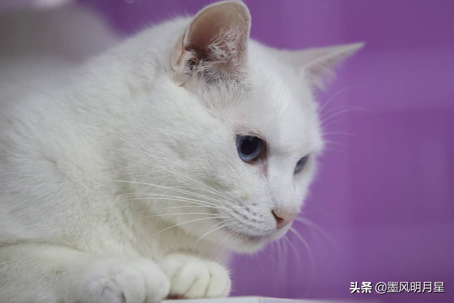 世界杯预测猫今日预测(足球比赛预测：预言猫阿希尔将预测2021年欧锦赛的比赛)