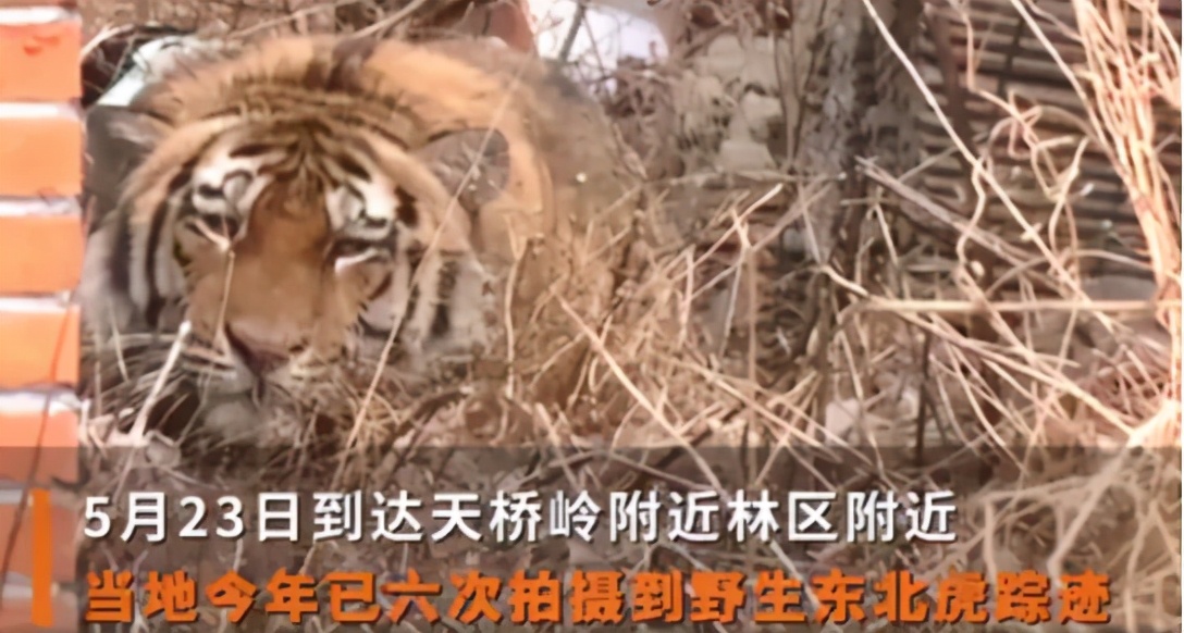 两只老虎咬死饲养员，被警方击毙【三分钟法治新闻全知道】