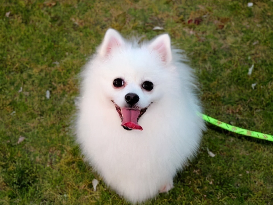行业人建议：想养宠物犬，劝你选择这10种寿命长的狗狗