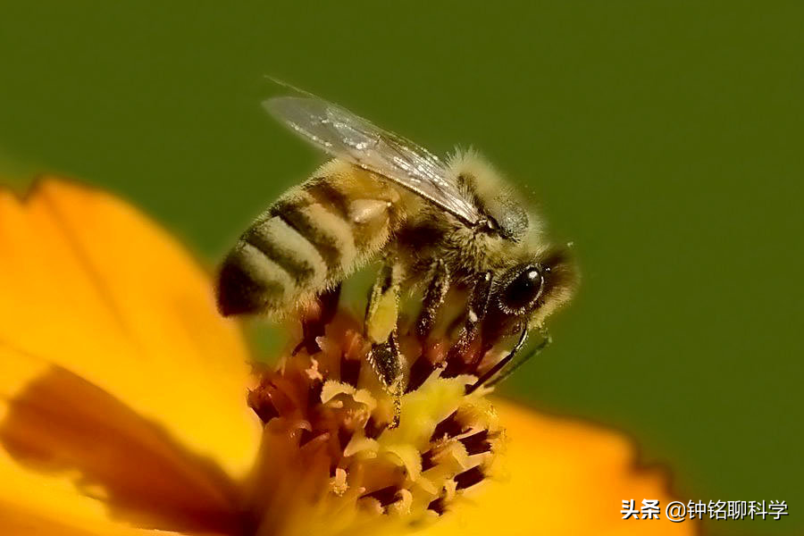 为什么马蜂伤人多在秋天？马蜂毒性有多强，被马蜂蛰了怎么办？