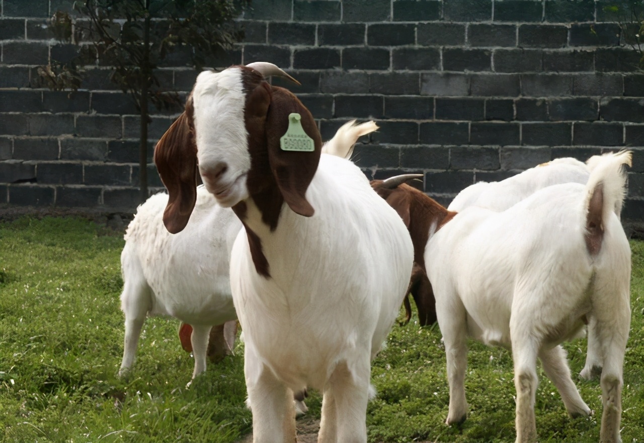 羊家族图片集,值得收藏