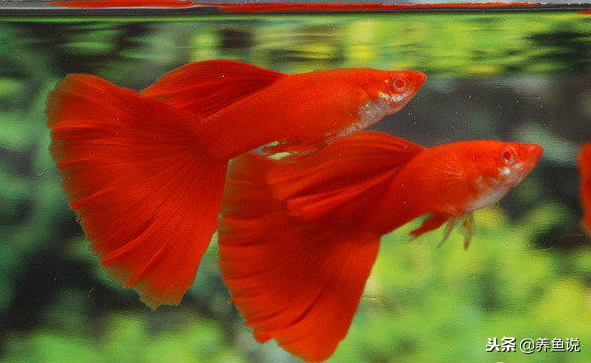集万千宠爱于一身的孔雀鱼,身上究竟有什么魔力?让那么多人喜欢