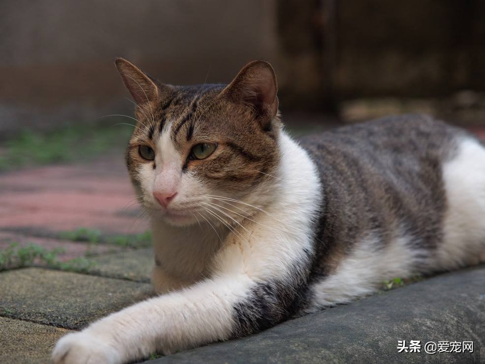 猫咪有跳蚤怎么清除（三个步骤彻底除跳蚤）