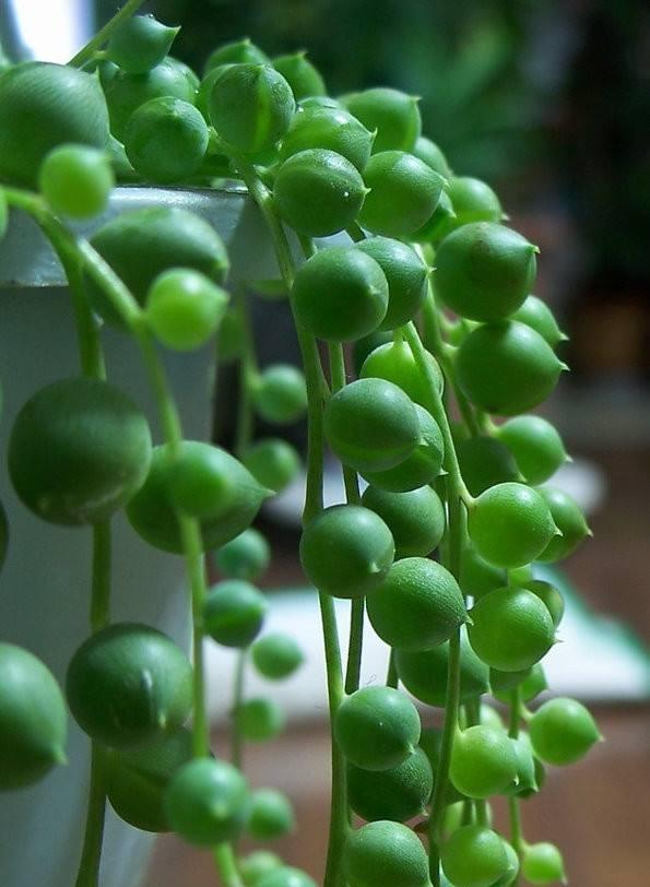 珍珠吊兰这样养,一根一串佛玉珠,颗粒粒喝饱水,价格翻了好几倍