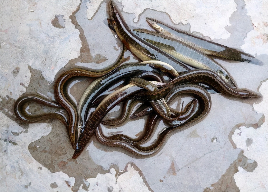 刀鳅鱼图片(长得像泥鳅) - 赤虎壹号