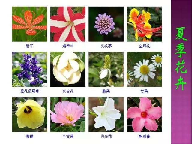 四季花名称,四季花常在_大山谷图库